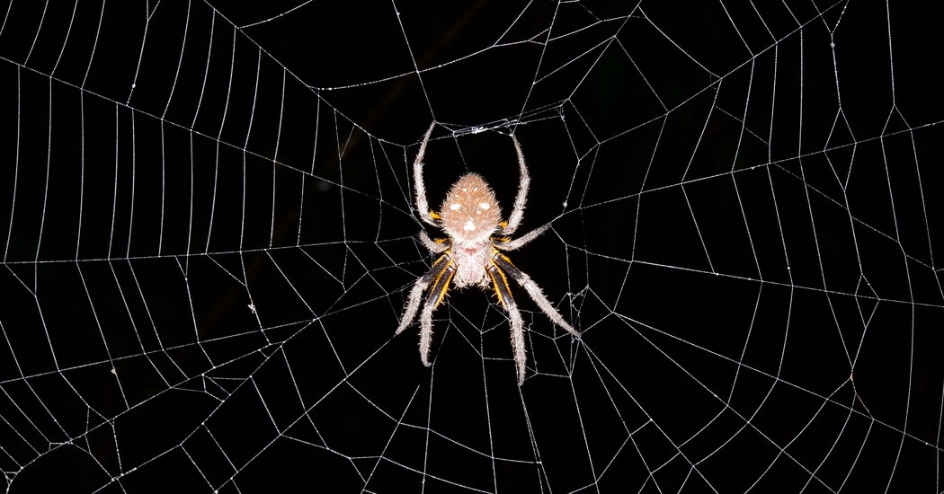 Spider Pest Control In Hyderabad