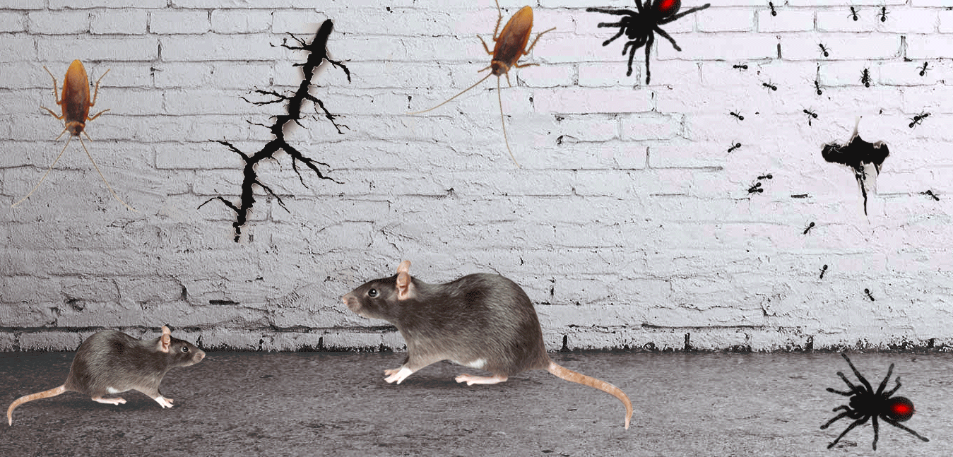 Pest Control In Hyderabad