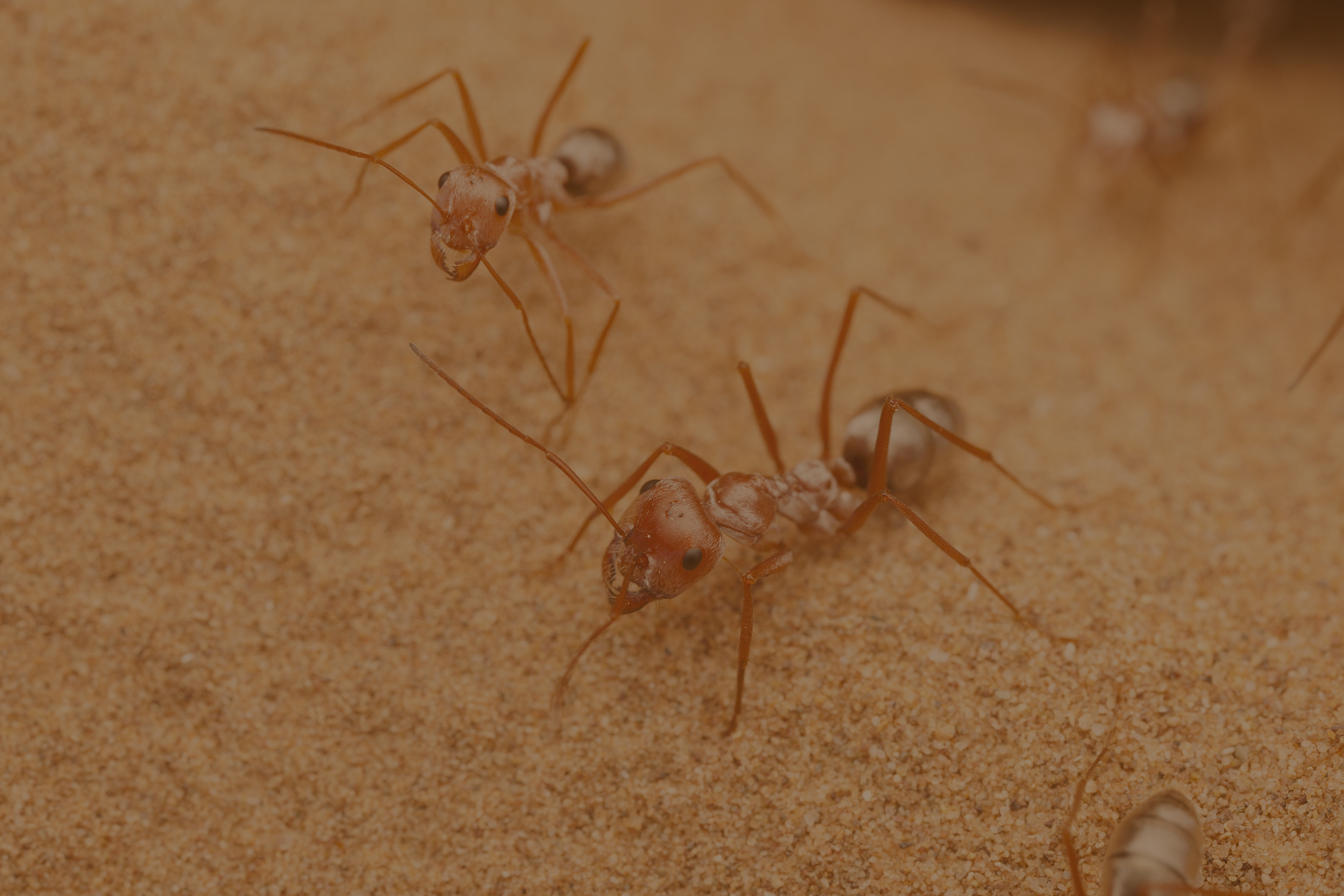Pest Control In Hyderabad