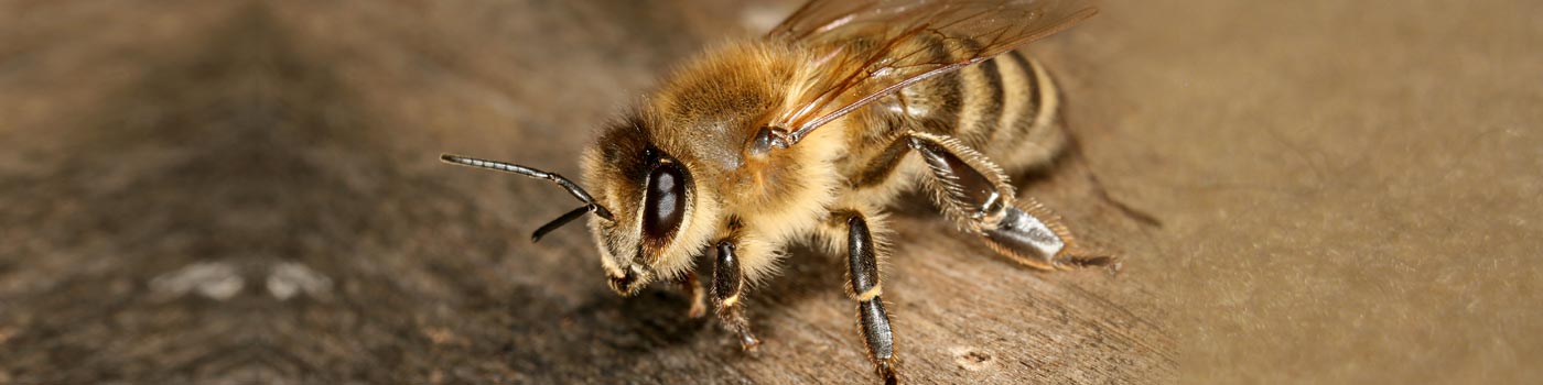 Bee Pest Control Services Hyderabad