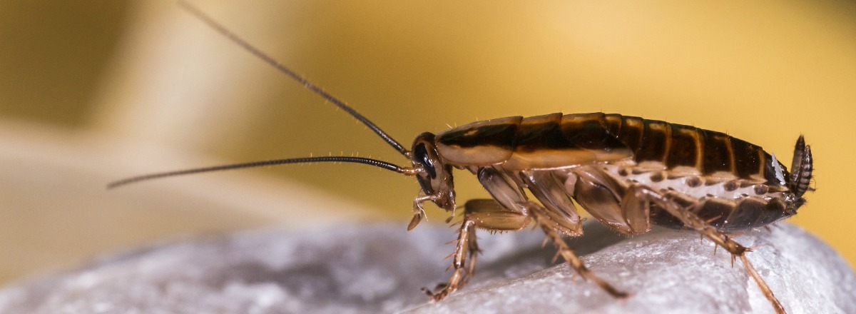 Cockroach Pest Control Services In Hyderabad