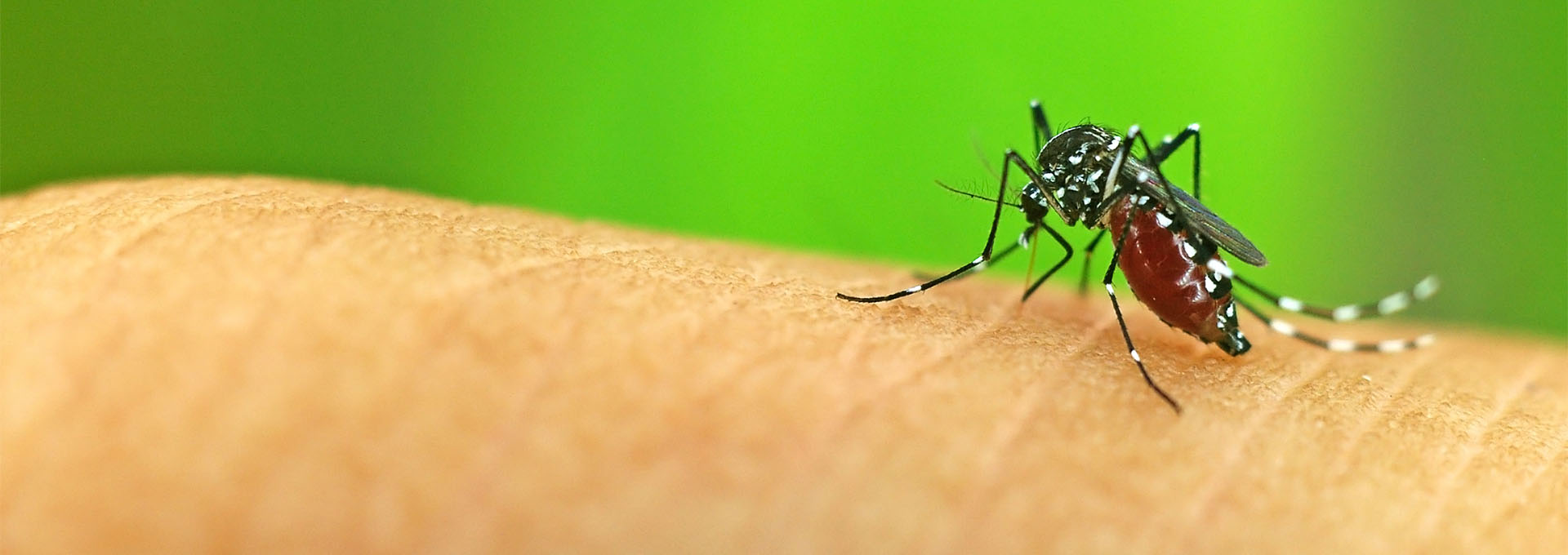 Mosquito Control Services in Hyderabad