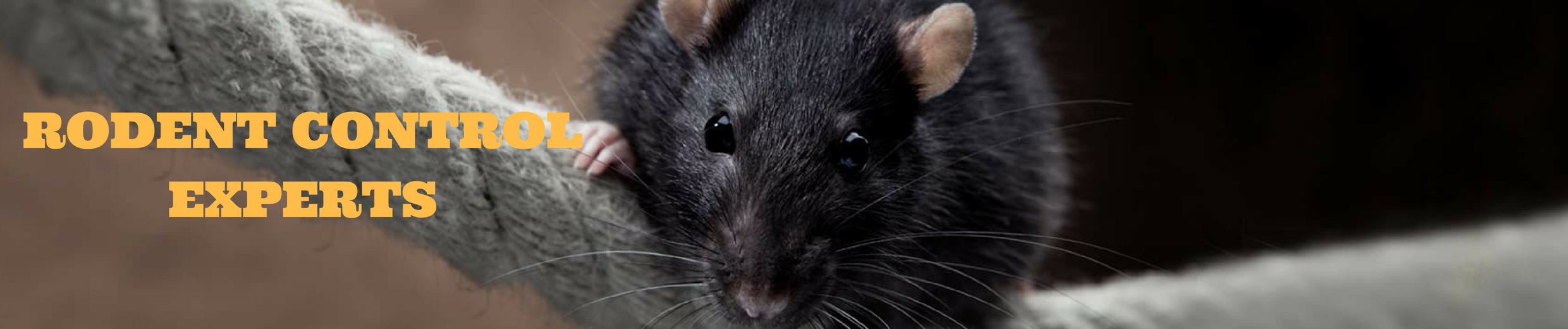 Rodent Pest Control Hyderabad 